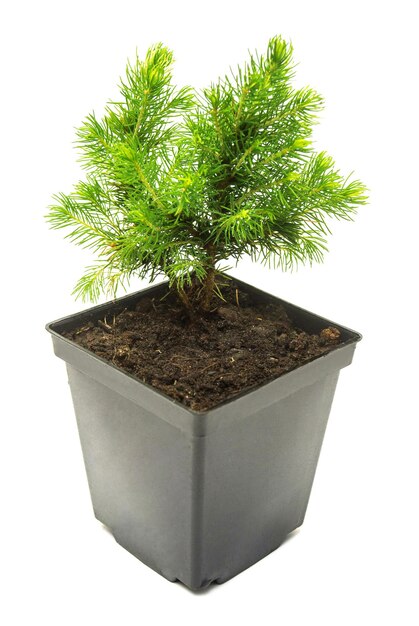 A small seedling of Canadian spruce conic in a pot isolated on white background. Coniferous tree, fir, evergreen