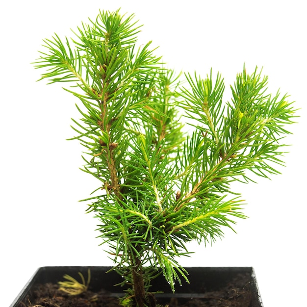 A small seedling of Canadian spruce conic in a pot isolated on white background. Coniferous tree, fir, evergreen