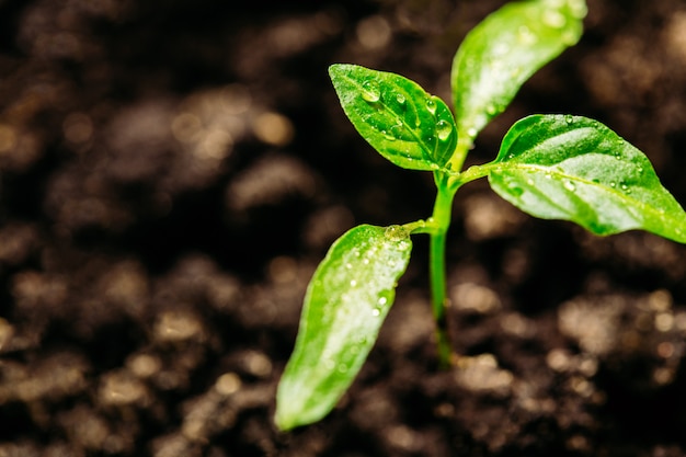 A small seedling of pepper