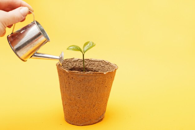 Small seedling in a pile of soil Female woman hand waters a sprout from a toy watering can