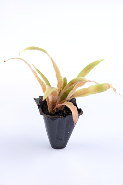 Photo small seedling of pineapple plant ananas comosus in a tiny pot isolated on white background