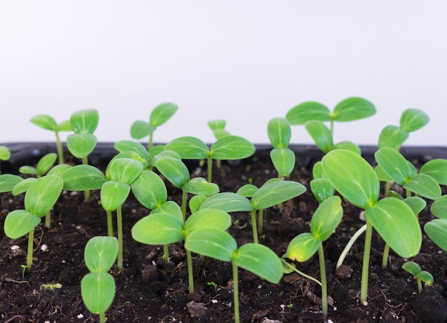 Small seedlings of cucumber grow in a tray for growing seedlings