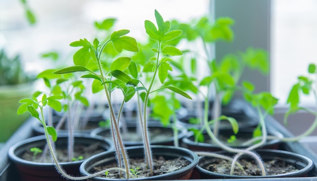 Small seedlings growing in a growing tray