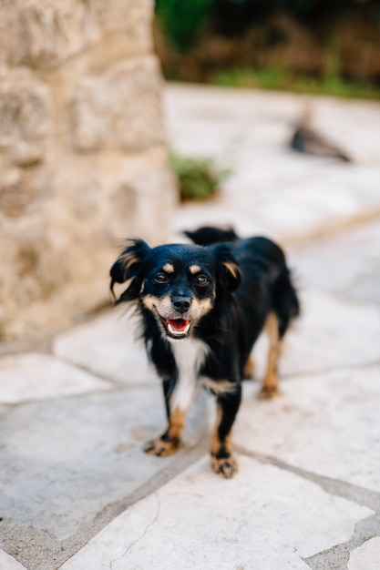 小さな毛むくじゃらの黒い雑種犬が外でクローズアップ。高品質の写真