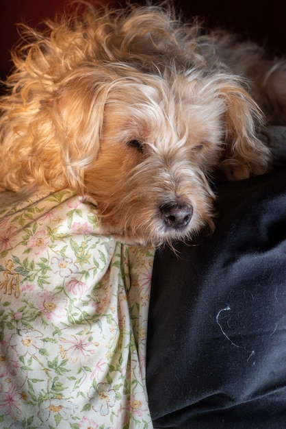 Small shaggy light dog on the bed