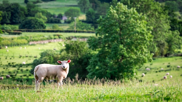 Small sheep on the top of green hill England