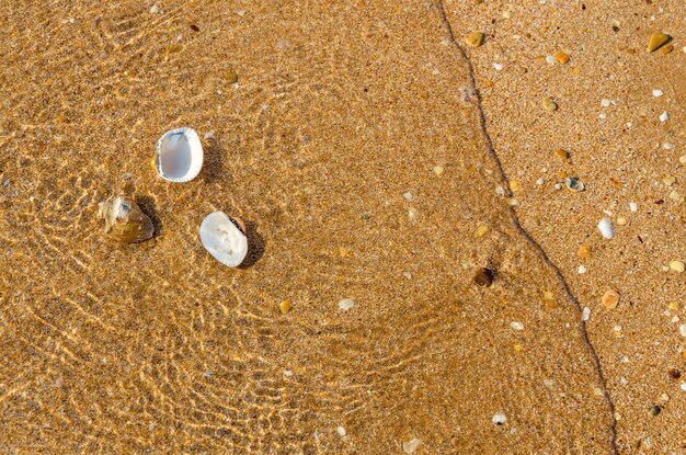 Small shells in clear water on the beach.