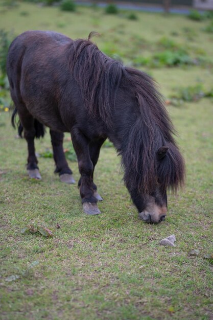 写真 小さなシェットランド馬が牧草地で野のポニーで平和に放牧している