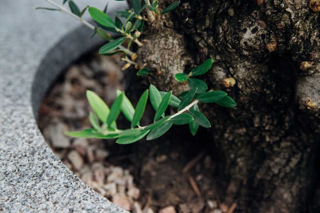 Small shoots of an olive tree. New green branches. Thin long leaves. The tree is recovering after winter.