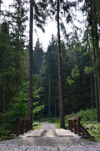 A small short bridge across the river for driving cars in the middle of the forest