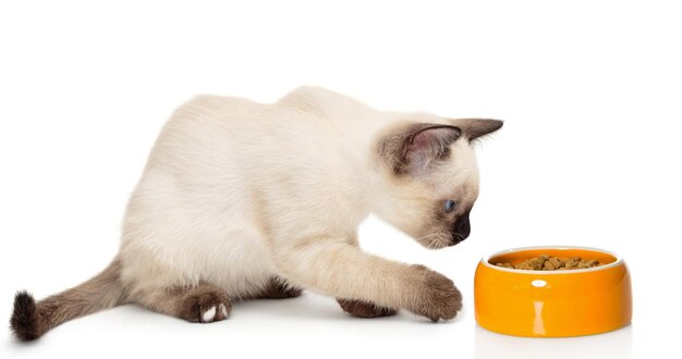 Small Siamese kitten and food bowl