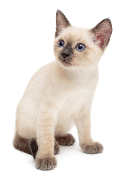 Small Siamese kitten