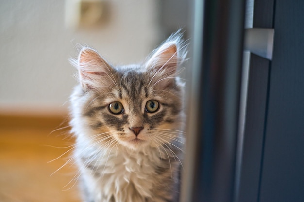 Маленькая морда сибирской кошки Щенок кошка гипоаллергенная кошка Длинношерстная кошка