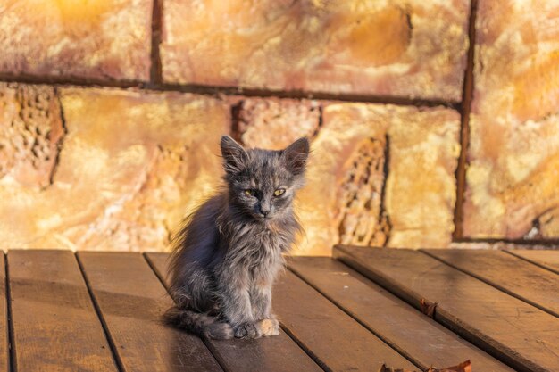 A small sick kitten sitting on the road a little homeless\
kitten is starving and sick abandoned alone in the street