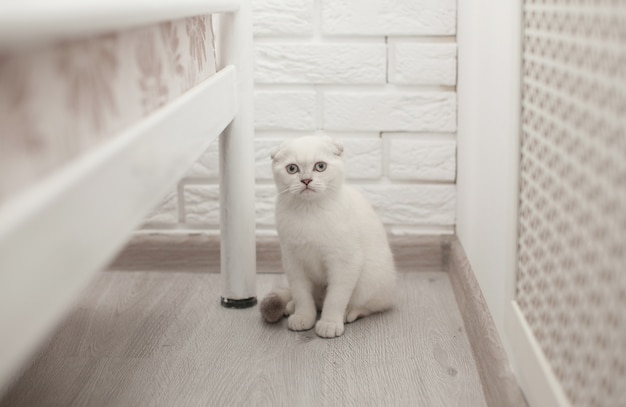 Маленький серебристый шотландский котенок в домашних условиях