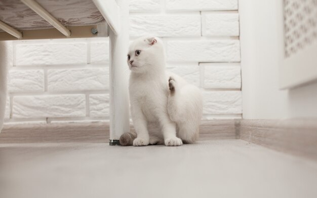 Small silver Scottish kitten at home