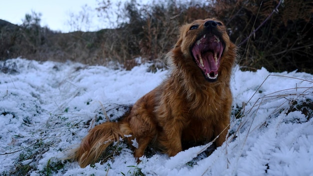 冬に雪の上にあくびをする小さな茶色の犬