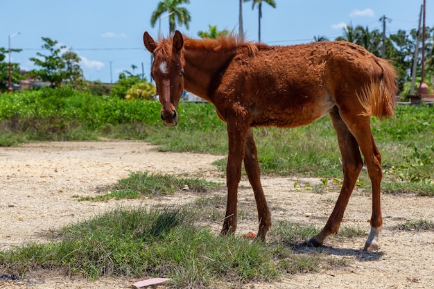 キューバの小さくて細い若い野生の馬