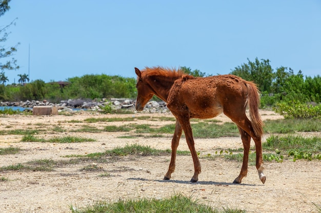 Маленькая и тощая молодая дикая лошадь на Кубе