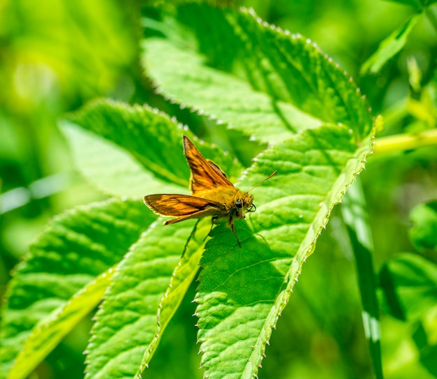 Small skipper butterfly closeup