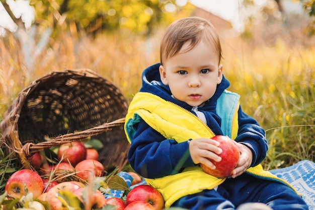 A small smiling boy in an apple orchard sits and holds an apple Harvesting season