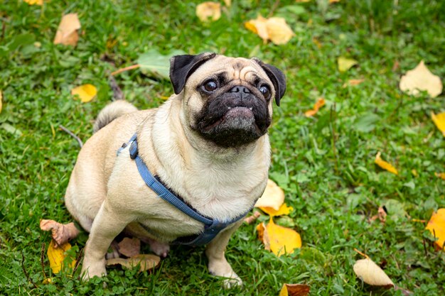 A small smiling pug sits in a clearing in the park