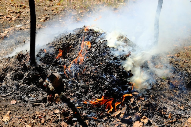 Small smoldering fire in the forest Forest fires