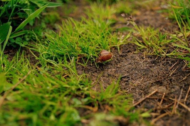 Small snail climbs through the grass