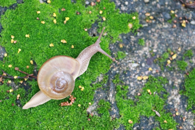 Photo small snail crawling on the floor in the garden