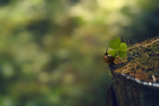 A small snail crawls along the stump in the direction of the green leaf in the morning forest.