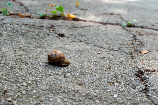 A small snail crawls on the asphalt after rain