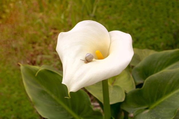 A small snail crawls on a white calla growing on a flowerbed on a spring dayxDxA