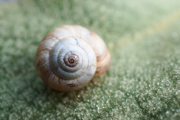 small snail in the garden 