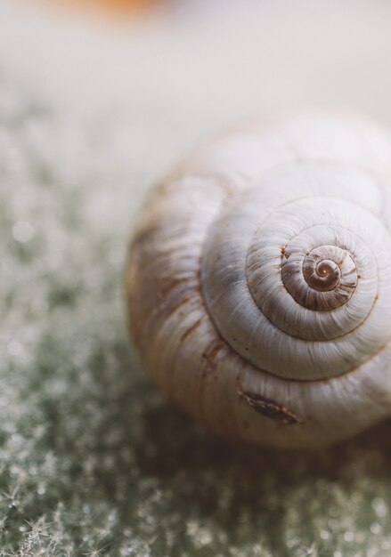 small snail in the garden 