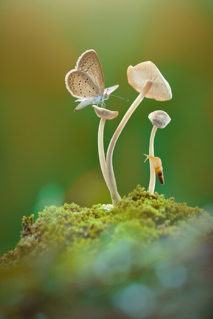 small snail  on mushroom