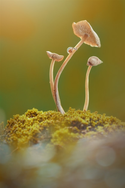 Photo small snail  on mushroom