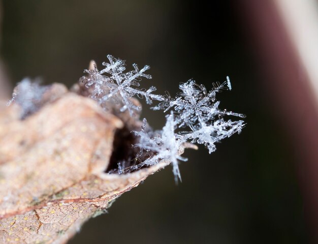 Foto piccolo fiocco di neve durante una nevicata