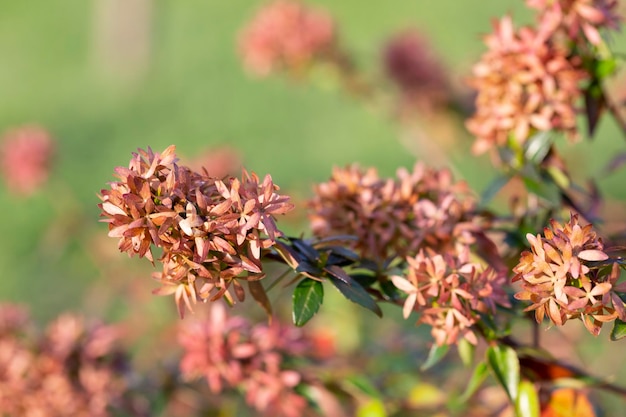 흐릿한 녹색 배경 봄과 여름 꽃 배경에 있는 작은 부드러운 분홍색 꽃 텍스트 Ixora 왕이 피는 Ixora chinensis Rubiaceae 꽃