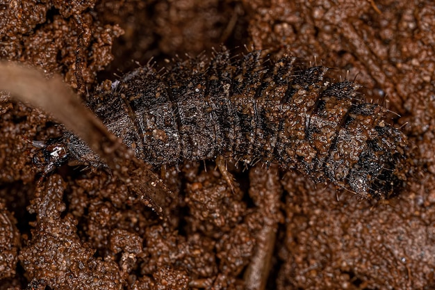 Photo small soldier fly larvae