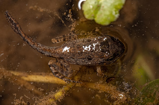 Small Southern Frog