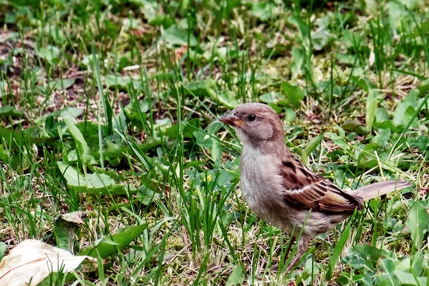 写真 食べ物を探して草の夏の小さなスズメ