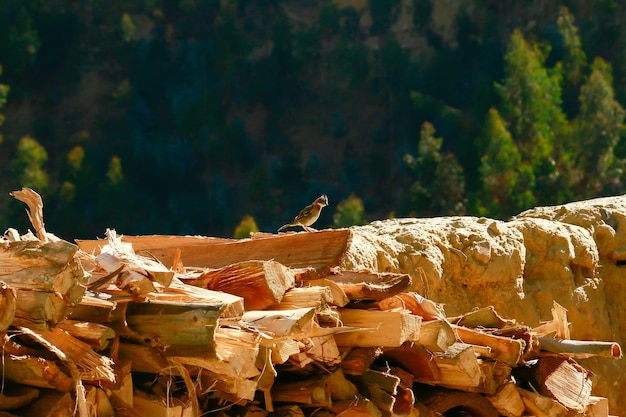 Small sparrow standing on logs cut for firewood