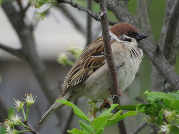A small Sparrow on a tree on a summer day