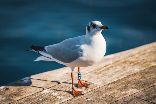 Small specimen of Black-headed gull