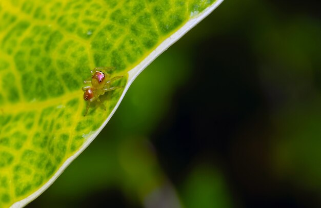 A small spider on the green leaf