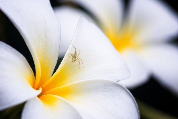 白いプルメリアの花に小さなクモ