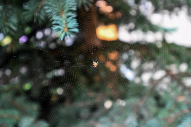 Un piccolo ragno tesse una ragnatela tra i rami di un albero