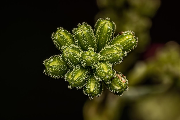 小さなクモの植物