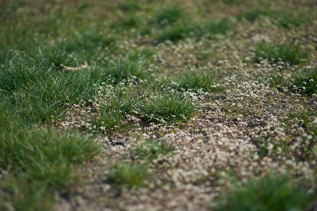 잔디에 작은 sping flovers, 배경을 흐리게. 최소한의 개념을 회전합니다. 여성의 날, 어머니의 날, 발렌타인 데이, 부활절, 생일. 자연 배경입니다.