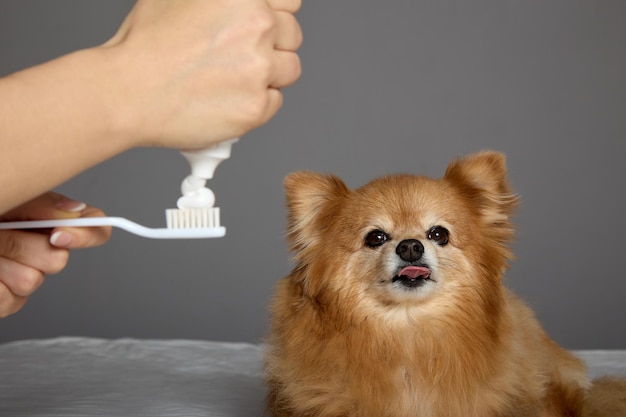 Small spitz is ready for the procedure of brushing his teeth